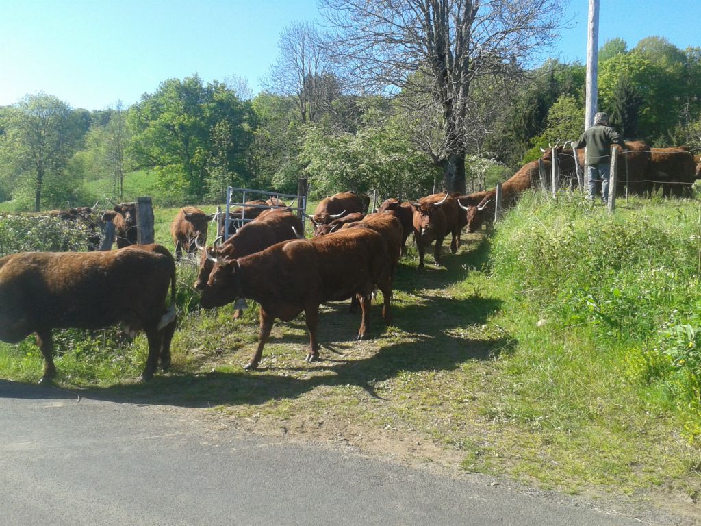 VILLAGE VACANCES DU LAC DE MENET ****, Belle transumance avec les vaches Salers de Gérard Camping Auvergne : la transumance, les estives, dans le Cantal notamment des races de vaches Salers.